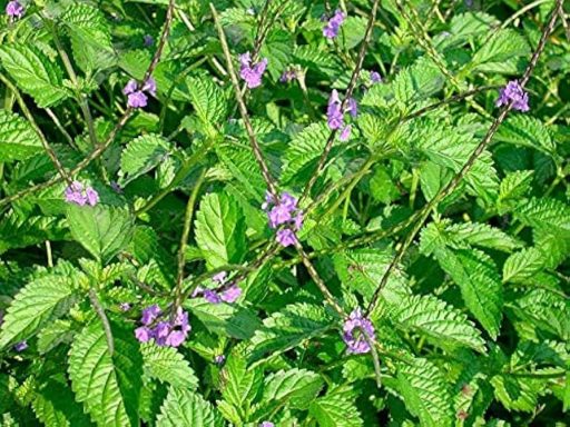 Green foliage with small purple flowers scattered throughout.