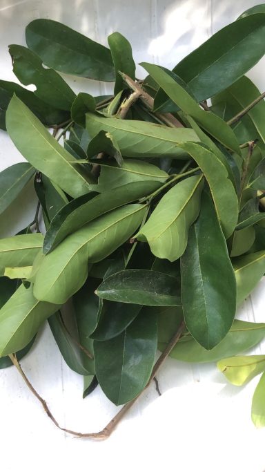 A cluster of green leaves with varying shapes and sizes.