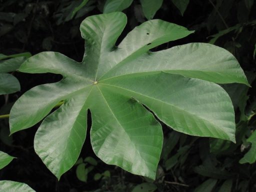 Large, green, fan-shaped leaf with broad lobes and a smooth surface.