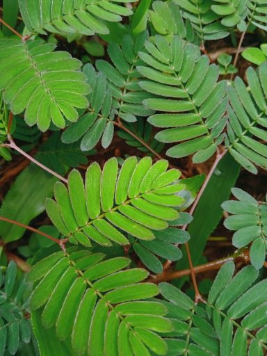 Green fern leaves arranged densely on a natural background.
