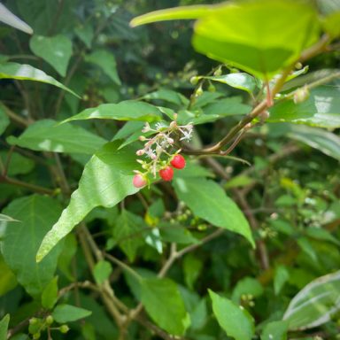 Red berries grow among green leaves in a natural setting.