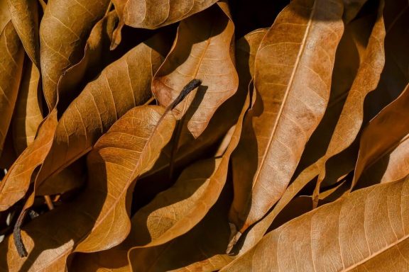 Dried brown leaves layered together on a textured surface.