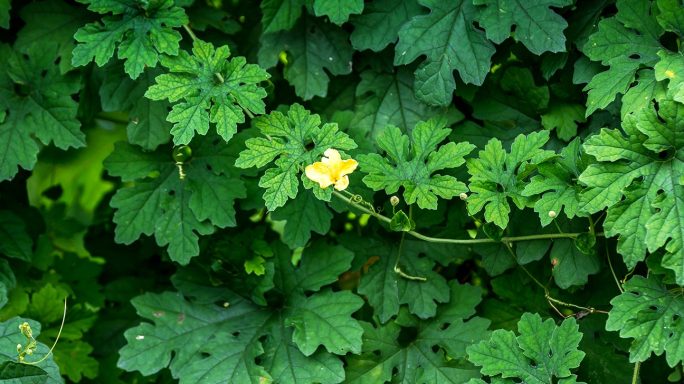 A single yellow flower among vibrant green leaves.
