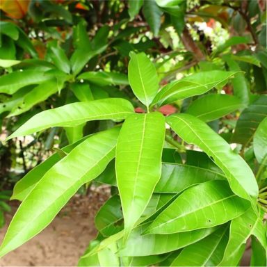 Green tropical leaves with a glossy texture and prominent veins.