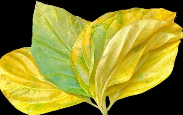 Three leaves in shades of yellow and green, arranged overlapping against a dark background.