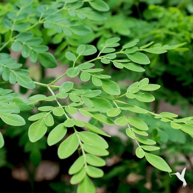 Green leaves with a delicate, elongated shape on slender branches.